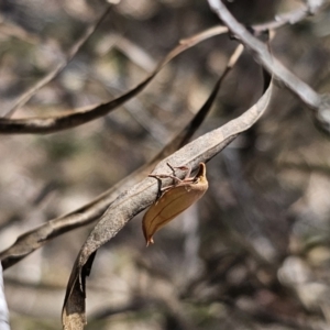 Wingia aurata at QPRC LGA - 10 Nov 2023 01:35 PM