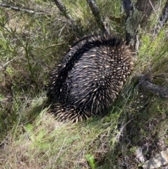 Tachyglossus aculeatus (Short-beaked Echidna) at Stromlo, ACT - 11 Oct 2023 by AJB