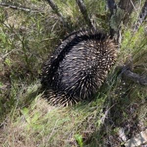 Tachyglossus aculeatus at Bluetts Block (402, 403, 12, 11) - 11 Oct 2023 01:15 PM