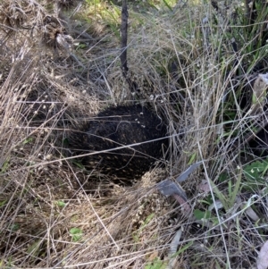 Tachyglossus aculeatus at Block 402 - 11 Oct 2023