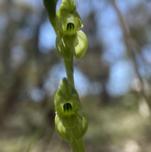 Hymenochilus muticus at Bimberi Nature Reserve - suppressed