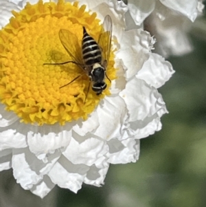 Australiphthiria (genus) at ANBG - 9 Nov 2023