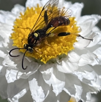Labium sp. (genus) (An Ichneumon wasp) at Acton, ACT - 9 Nov 2023 by YellowButton