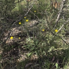 Craspedia variabilis (Common Billy Buttons) at Illilanga & Baroona - 1 Nov 2021 by Illilanga