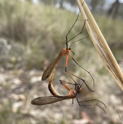 Harpobittacus australis (Hangingfly) at Sutton, NSW - 21 Oct 2023 by AJB