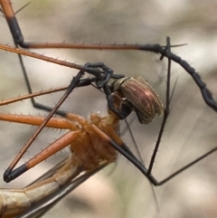 Harpobittacus australis at Sutton, NSW - suppressed