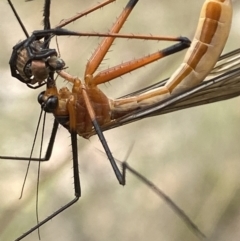 Harpobittacus australis at Sutton, NSW - suppressed