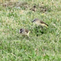 Acanthiza chrysorrhoa (Yellow-rumped Thornbill) at Nimmitabel, NSW - 9 Nov 2023 by KMcCue