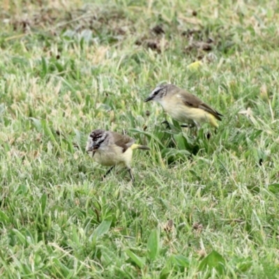 Acanthiza chrysorrhoa (Yellow-rumped Thornbill) at Nimmitabel, NSW - 9 Nov 2023 by KMcCue