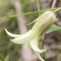 Billardiera mutabilis (Climbing Apple Berry, Apple Berry, Snot Berry, Apple Dumblings, Changeable Flowered Billardiera) at Tallaganda National Park - 10 Nov 2023 by AJB