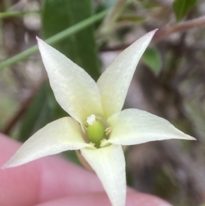 Billardiera mutabilis at QPRC LGA - suppressed