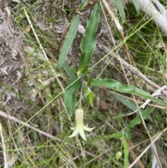 Billardiera mutabilis at QPRC LGA - 10 Nov 2023