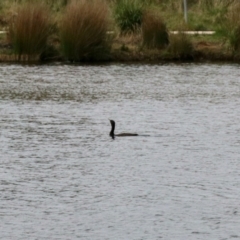 Phalacrocorax sulcirostris (Little Black Cormorant) at Nimmitabel, NSW - 9 Nov 2023 by KMcCue