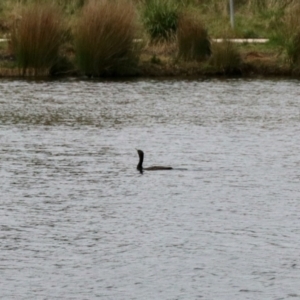 Phalacrocorax sulcirostris at Nimmitabel, NSW - 9 Nov 2023