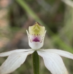 Caladenia moschata (Musky Caps) at QPRC LGA - 10 Nov 2023 by AJB