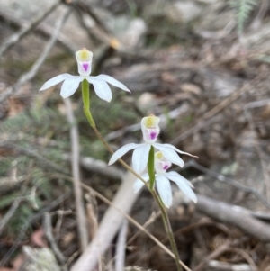 Caladenia moschata at QPRC LGA - 10 Nov 2023