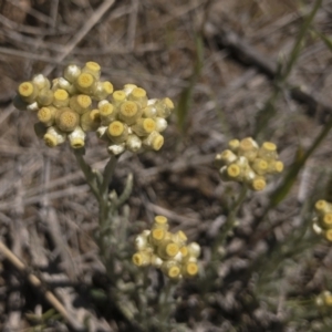 Pseudognaphalium luteoalbum at Illilanga & Baroona - 25 Oct 2021