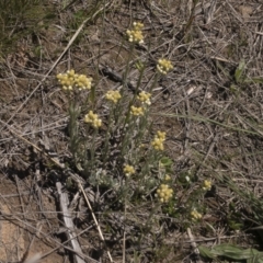 Pseudognaphalium luteoalbum at Illilanga & Baroona - 25 Oct 2021