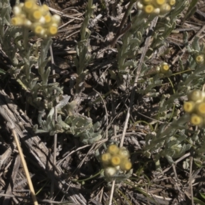 Pseudognaphalium luteoalbum at Illilanga & Baroona - 25 Oct 2021