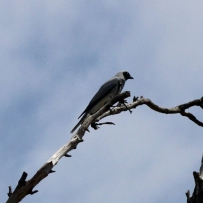 Coracina novaehollandiae (Black-faced Cuckooshrike) at Black Range, NSW - 9 Nov 2023 by KMcCue