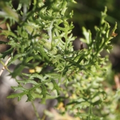 Senecio bathurstianus at Illilanga & Baroona - 27 Dec 2020