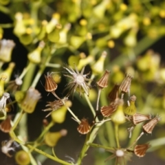 Senecio bathurstianus at Illilanga & Baroona - 27 Dec 2020