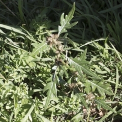 Xanthium spinosum (Bathurst Burr) at Illilanga & Baroona - 24 Apr 2020 by Illilanga