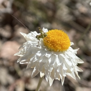 Caedicia simplex at Cuumbeun Nature Reserve - suppressed