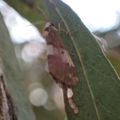 Anestia semiochrea (Marbled Footman) at Murrumbateman, NSW - 10 Nov 2023 by SimoneC