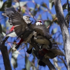 Stagonopleura guttata (Diamond Firetail) at Michelago, NSW - 30 Dec 2012 by Illilanga