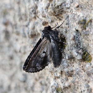 Geometridae (family) ADULT at QPRC LGA - 10 Nov 2023 07:30 PM