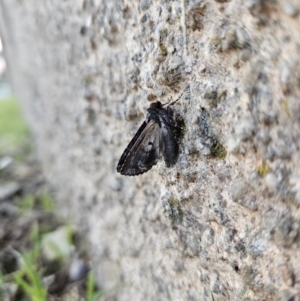 Geometridae (family) ADULT at QPRC LGA - 10 Nov 2023 07:30 PM