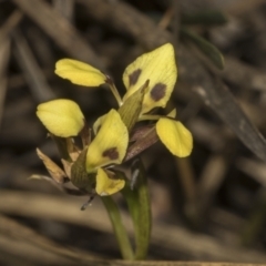 Diuris sulphurea (Tiger Orchid) at Gossan Hill - 30 Oct 2023 by AlisonMilton