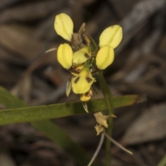 Diuris sulphurea at Bruce Ridge to Gossan Hill - 30 Oct 2023