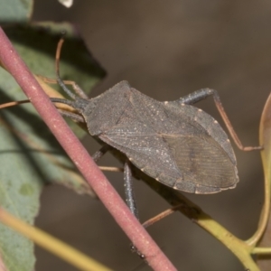 Amorbus rubiginosus at Bruce Ridge to Gossan Hill - 30 Oct 2023 01:12 PM