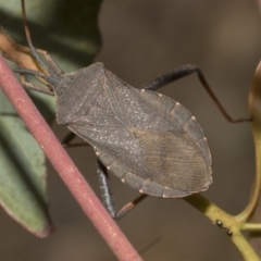 Amorbus rubiginosus at Bruce Ridge to Gossan Hill - 30 Oct 2023 01:12 PM