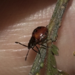 Oechalia schellenbergii (Spined Predatory Shield Bug) at Gossan Hill - 30 Oct 2023 by AlisonMilton