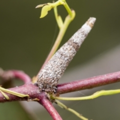 Psychidae (family) IMMATURE (Unidentified case moth or bagworm) at Gossan Hill - 30 Oct 2023 by AlisonMilton