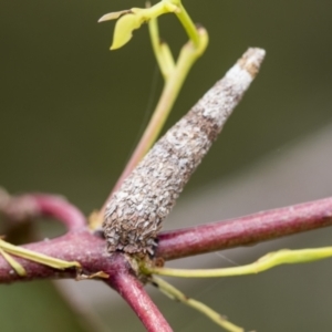 Psychidae (family) IMMATURE at Gossan Hill - 30 Oct 2023 01:14 PM