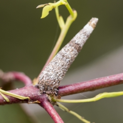 Psychidae (family) IMMATURE (Unidentified case moth or bagworm) at Bruce Ridge to Gossan Hill - 30 Oct 2023 by AlisonMilton