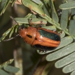 Calomela curtisi (Acacia leaf beetle) at Gossan Hill - 30 Oct 2023 by AlisonMilton