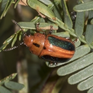 Calomela curtisi at Bruce Ridge to Gossan Hill - 30 Oct 2023 01:27 PM