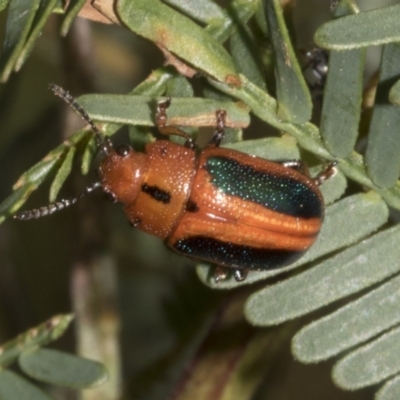 Calomela curtisi (Acacia leaf beetle) at Bruce Ridge to Gossan Hill - 30 Oct 2023 by AlisonMilton
