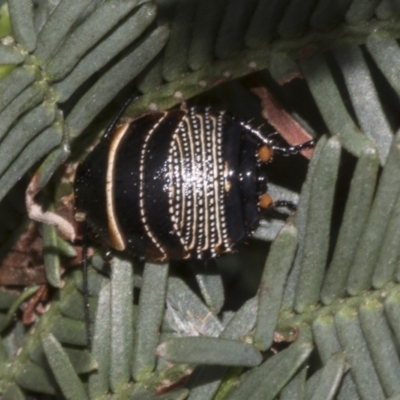 Ellipsidion australe (Austral Ellipsidion cockroach) at Gossan Hill - 30 Oct 2023 by AlisonMilton