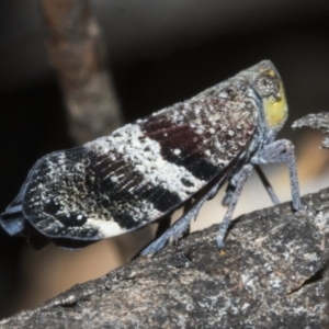 Platybrachys decemmacula at Bruce Ridge to Gossan Hill - 30 Oct 2023