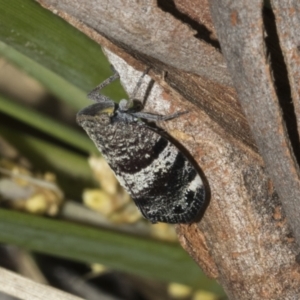 Platybrachys decemmacula at Bruce Ridge to Gossan Hill - 30 Oct 2023