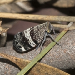 Platybrachys decemmacula at Bruce Ridge to Gossan Hill - 30 Oct 2023