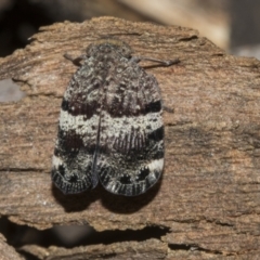 Platybrachys decemmacula at Bruce Ridge to Gossan Hill - 30 Oct 2023