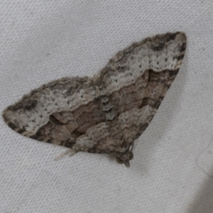 Epyaxa subidaria at Higgins, ACT - 14 Oct 2023