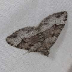 Epyaxa subidaria at Higgins, ACT - 14 Oct 2023